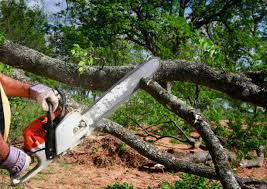 Best Lawn Dethatching  in USA